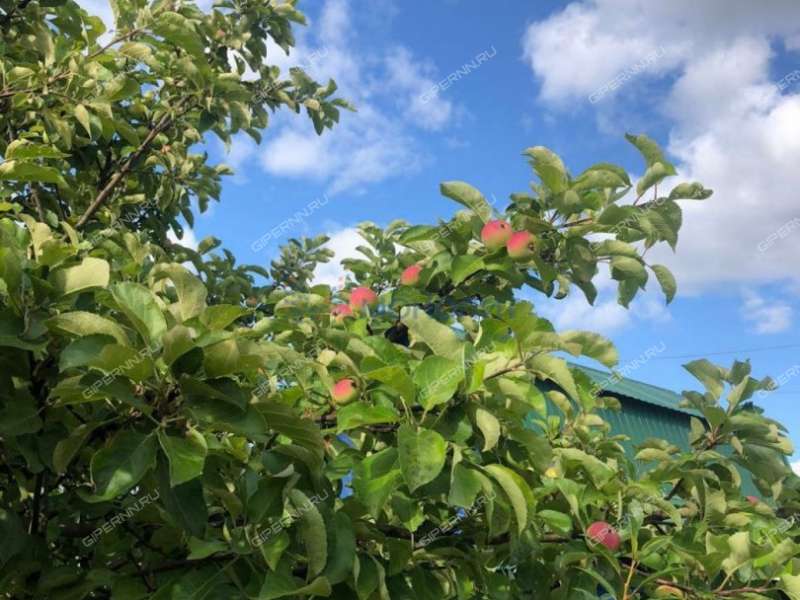 дача на Станция Горький-Сортировочный ДОЗ-1 тер. СНТ