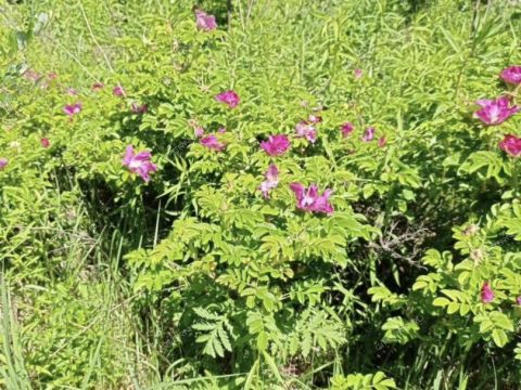 derevnya-yagodnoe-bogorodskiy-municipalnyy-okrug фото