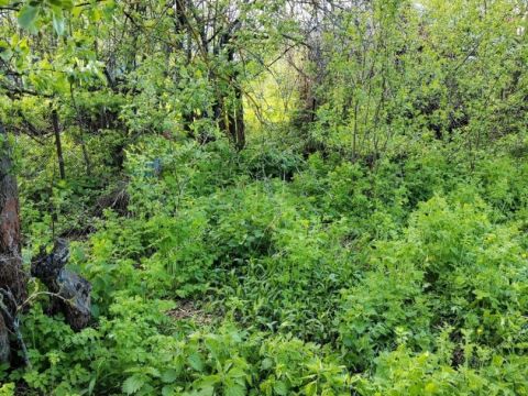 dom-gorod-vyksa-gorodskoy-okrug-vyksa фото