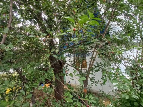 dacha фото
