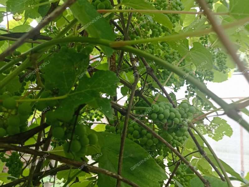 земельный участок 10 соток село Редькино