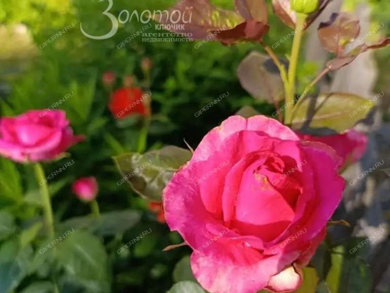 дом на улице Николая Пахомова