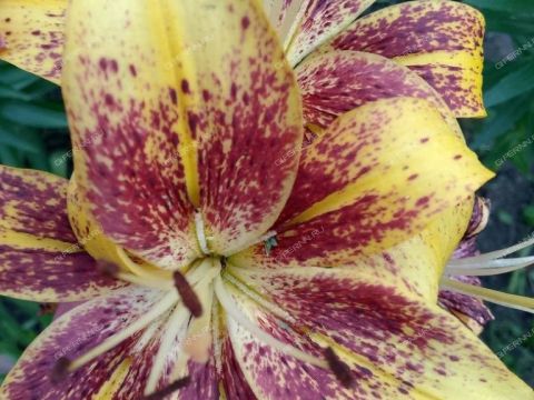 dom-selo-bogoyavlenie-dalnekonstantinovskiy-rayon фото