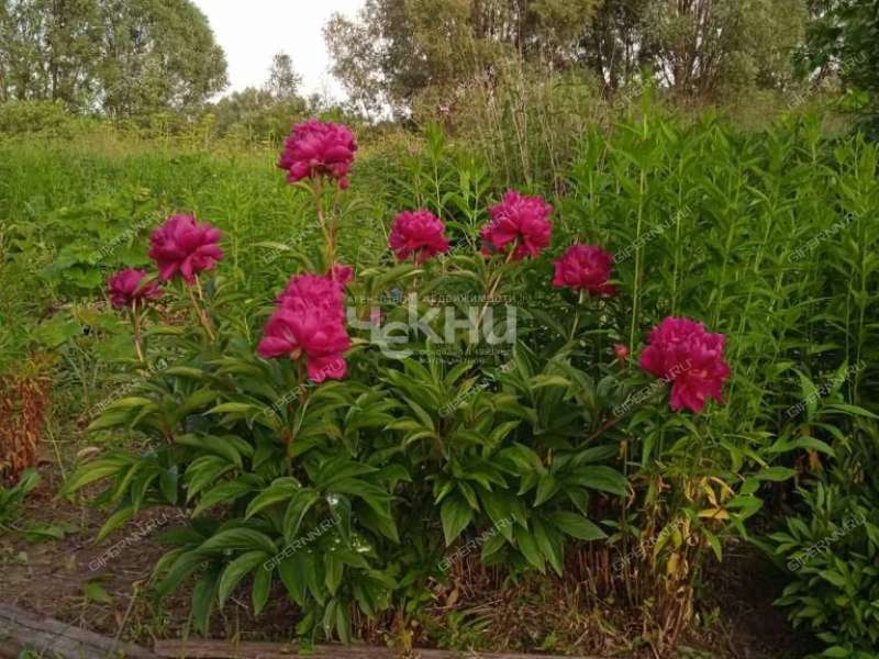 дом на улице Нижняя село Саурово