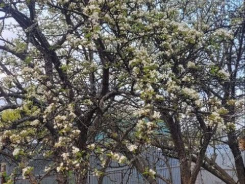 dom-selo-tatinec-kstovskiy-rayon фото