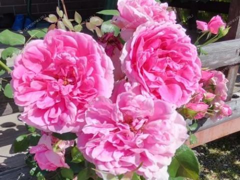 dom-derevnya-cheremisskoe-kstovskiy-rayon фото