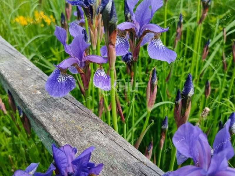 дом на Центральной улице деревня Сухаренки