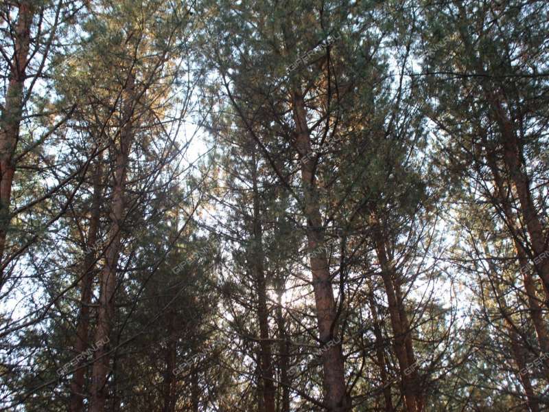 готовый бизнес база отдыха на горьковском море в городском округе Сокольский Нижегородской области