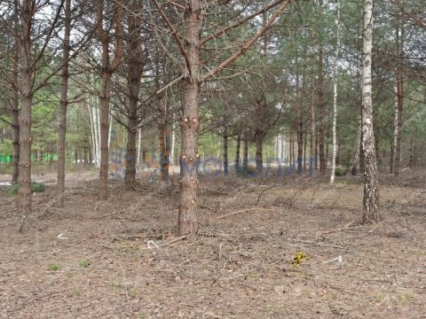 ivanovskoe-sloboda-gorodskoy-okrug-bor фото